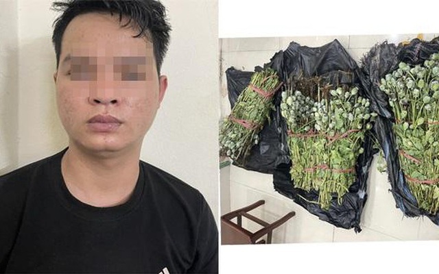 Phát hiện nam thanh niên mang hơn 30 kg cây thuốc phiện đi bán ở Hà Nội