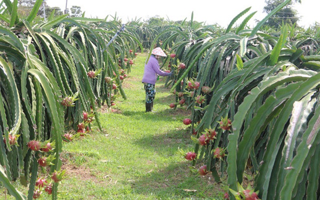 Thanh long nghịch vụ rớt giá thê thảm, đỏ mắt tìm người mua