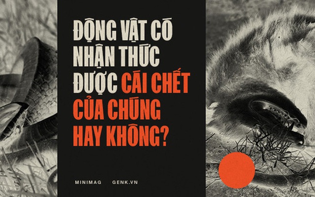 Động vật có nhận thức được cái chết của chúng hay không?