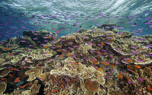 Rạn san hô Great Barrier tiếp tục hứng chịu đợt tẩy trắng hàng loạt nghiêm trọng