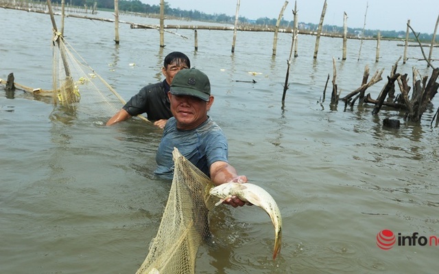 Độc chiêu dỡ chươm, giăng lưới bắt cá trên sông thu tiền triệu mỗi ngày