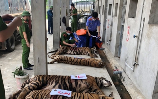Chủ nhà cải tạo hầm gia súc để nuôi 14 con hổ Đông Dương như "nuôi lợn"
