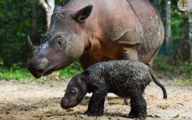 Tê giác Sumatra quý hiếm sinh con tại Vườn quốc gia Way Kambas, Indonesia