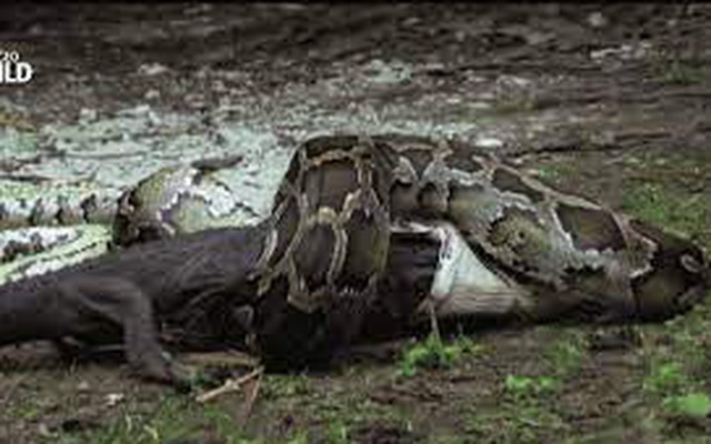 Tham ăn nuốt chửng cá sấu, trăn ‘khủng’ vỡ bụng chết thảm