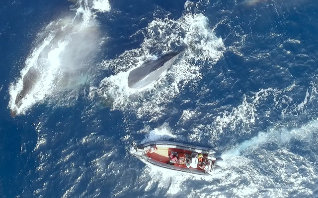 Đi tìm con cá voi cô đơn nhất thế giới