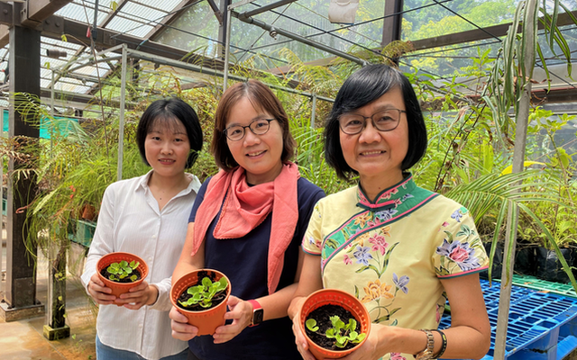 Các nhà khoa học Singapore lên danh sách những cây nhiệt đới khử độc đất hiệu quả, có cả rau má và dương xỉ
