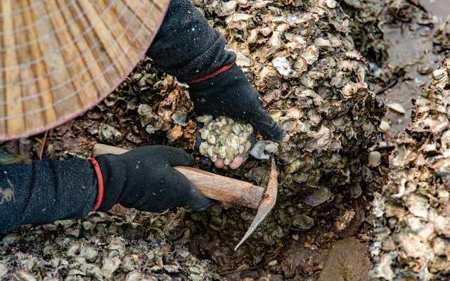 Tần tảo kiếm sống bằng nghề cầm búa ra biển chọc đá, kiếm vài trăm nghìn mỗi ngày