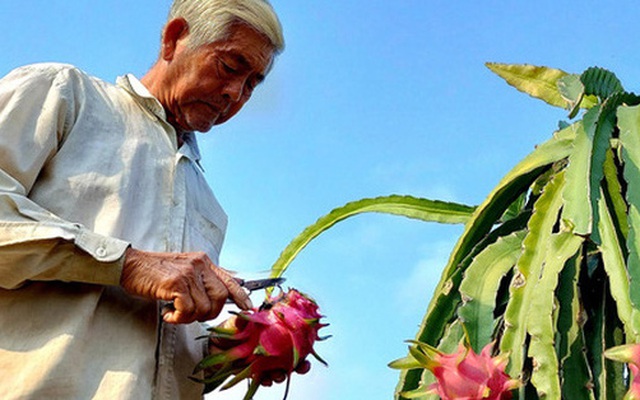 Người trồng thanh long càng làm càng lỗ