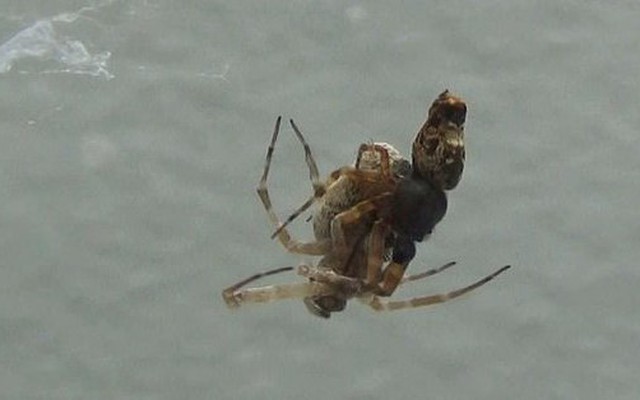 Ly kỳ chuyện nhện cái "xơi tái" nhện đực ngay sau khi ân ái
