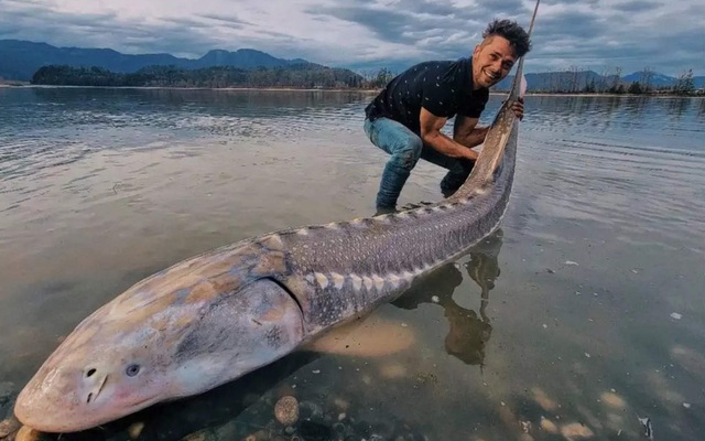 Người đàn ông bắt được 'khủng long sống' khổng lồ trên sông Canada