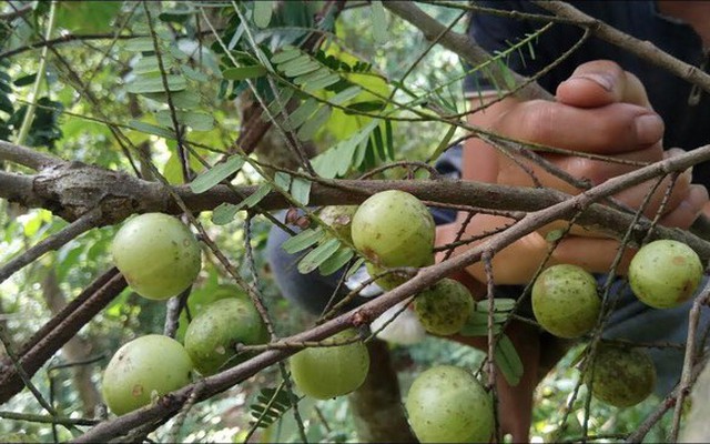 Nghiên cứu mới nhất: Công dụng tuyệt vời của loài quả dại mọc khắp nơi