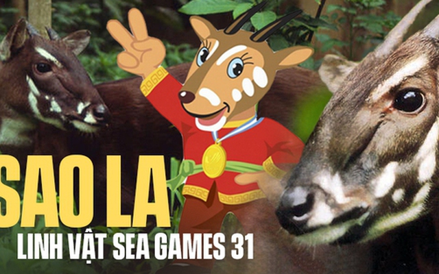 Gặp "cha đẻ" của linh vật sao la - loài thú bí ẩn nhất thế giới trở thành biểu tượng của SEA Games 31