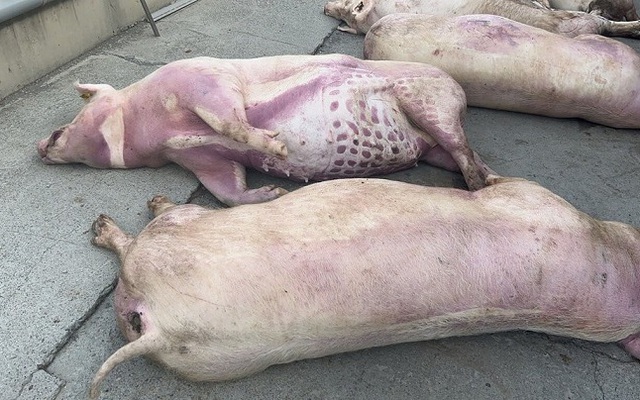 Sét đánh 170 con lợn ở trang trại chăn nuôi vì lỗi lắp đặt cột thu lôi