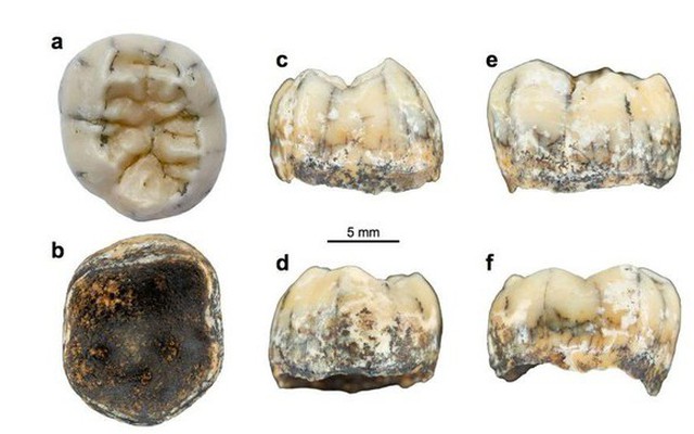 Phân tích chiếc răng cổ của bé gái bí ẩn, bằng chứng mới về loài người Denisovan thời tiền sử?