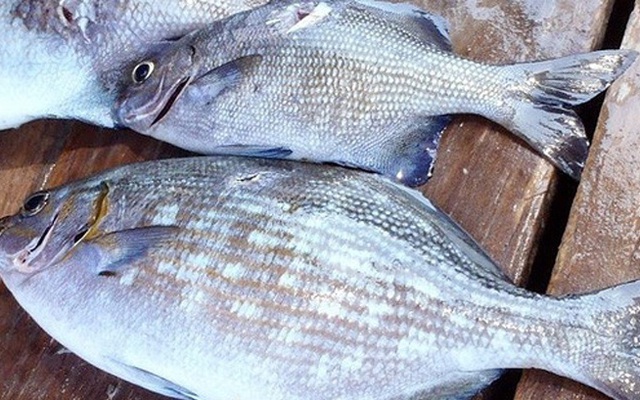 Loại cá có tên nghe rất sợ, xưa ai cũng tránh xa, nay được người sành ăn "săn lùng", 200.000 đồng/kg