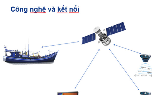 'Định vị' đàn cá bằng công nghệ giá rẻ