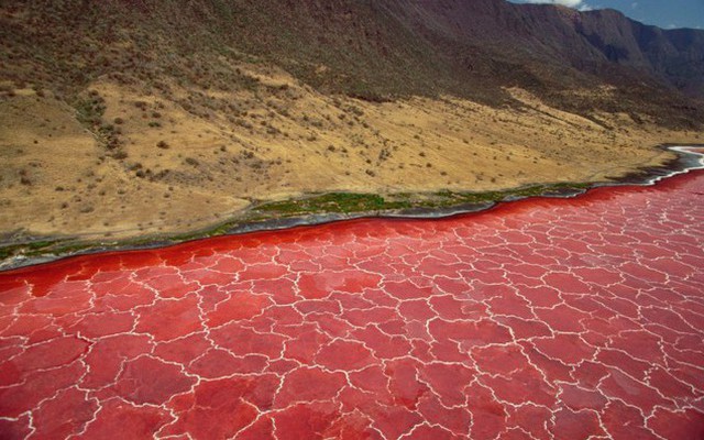 Hồ nước đỏ ở Tanzania này sở hữu siêu năng lực biến hầu hết các sinh vật thành đá