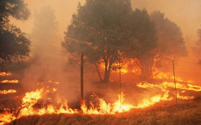 Trí tuệ nhân tạo ngăn chặn cháy rừng, mất điện