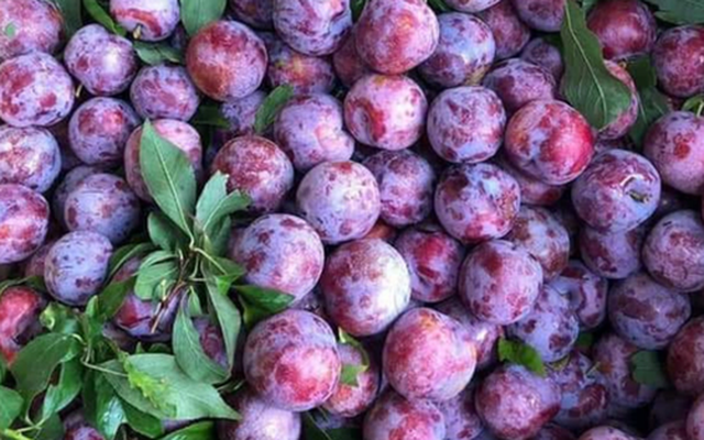 Đắt ngang nho Mỹ, ngọt như Cherry, loại mận trồng trên núi cao Việt Nam 'siêu' hút khách