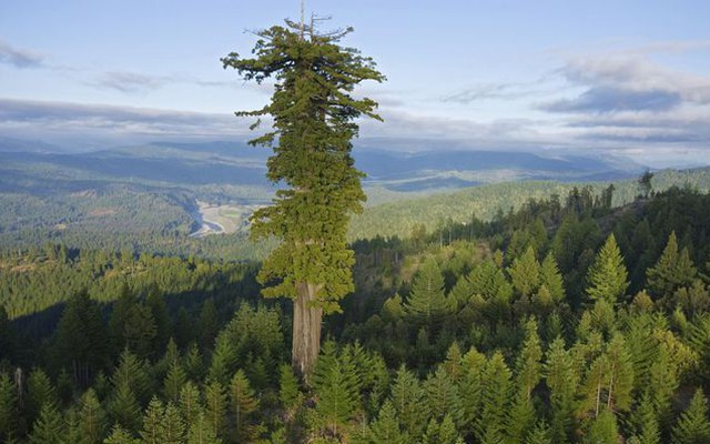 Những con kỳ nhông biết bay sống trên ngọn cây cao nhất thế giới