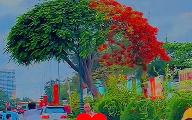 Cây hoa phượng đang hot nhất Vũng Tàu khiến dân mạng phải gật đầu lia lịa: "Đúng là có 1-0-2"