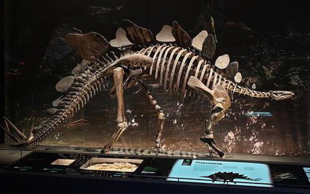 Các manh mối hóa học tiết lộ tốc độ trao đổi chất của các loài khủng long: Tyrannosaurus rex máu nóng, Stegosaurus máu lạnh!