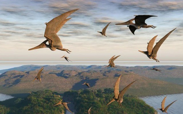 Xương hoá thạch loài thằn lằn bay hé lộ bí mật mới về cuộc sống cổ xưa