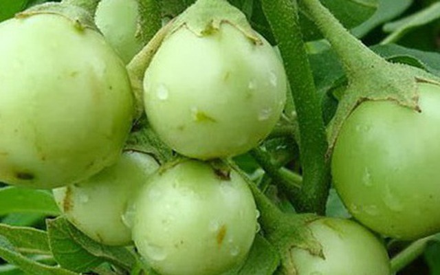 Quả cà không chỉ đưa cơm mà còn là vị thuốc trị bệnh