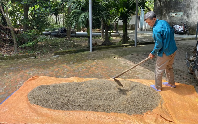 Gặt phải "lúa đen", nông dân Đà Nẵng khóc ròng bên cạnh bãi than