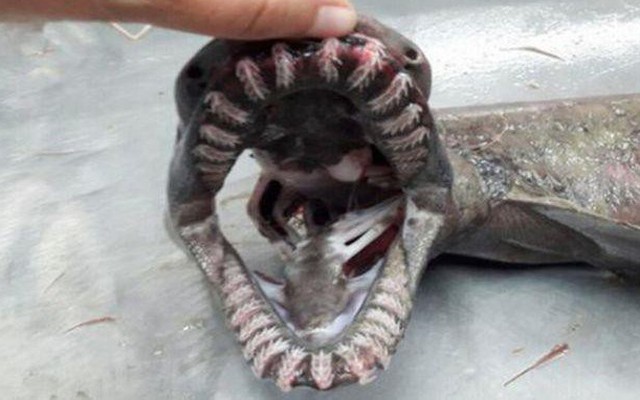 Tận mắt thấy ‘quái vật biển’ có tới 300 chiếc răng
