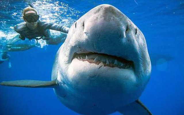 Mãnh thú "tiêu diệt" siêu cá mập Megalodon vẫn còn sống