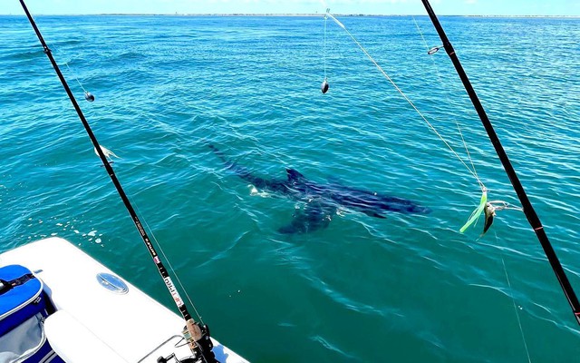 Đi câu ngoài biển, bất ngờ gặp trúng cá mập trắng lớn