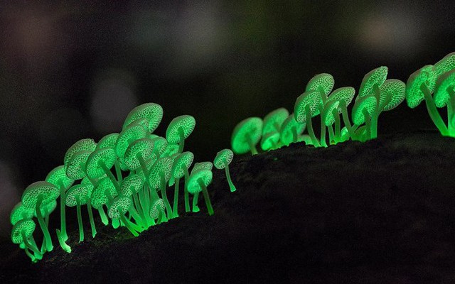 Những sinh vật phát quang sinh học tỏa sáng dưới màn đêm