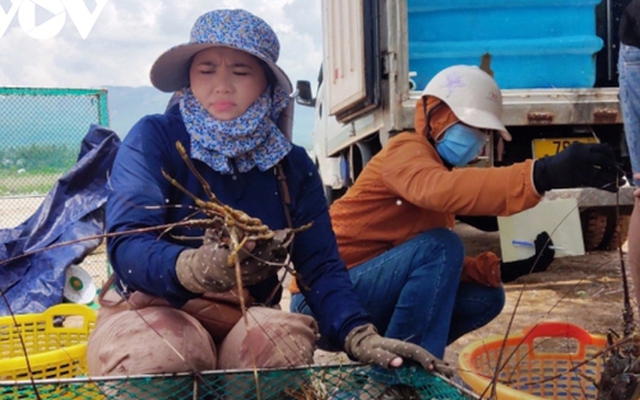 Tôm hùm Phú Yên tăng giá nhẹ