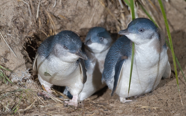 Bí ẩn cái chết của 500 con chim cánh cụt nhỏ nhất thế giới