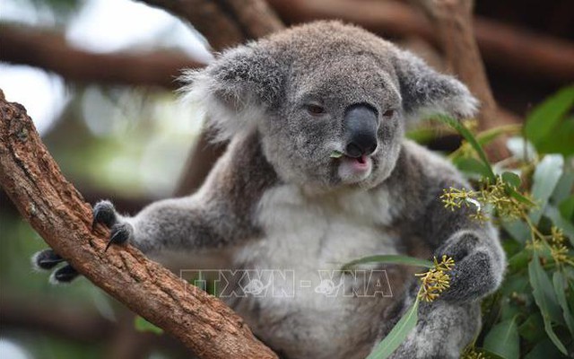 Australia phát hiện nơi trú ẩn mới của gấu koala