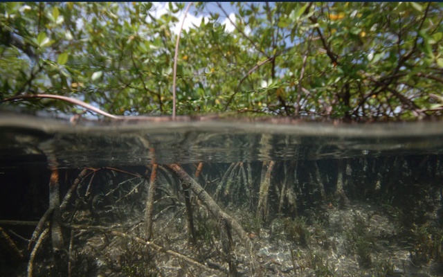 Phát hiện vi khuẩn 'khổng lồ' ở đầm cạn ngập mặn Caribe