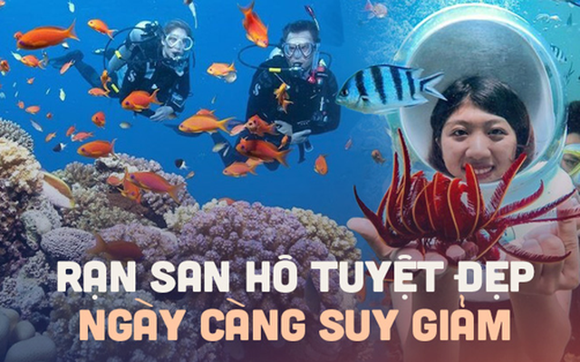 Những rạn san hô tuyệt đẹp ở các vùng biển Việt Nam đứng trước nguy cơ suy giảm hàng loạt, nhiều nơi đã phải lên kế hoạch để "giải cứu"