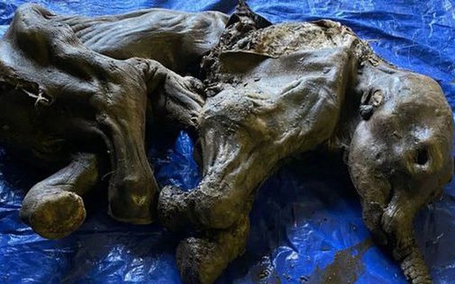 Canada: Phát hiện xác ướp ma mút 30.000 tuổi như mới chết hôm qua