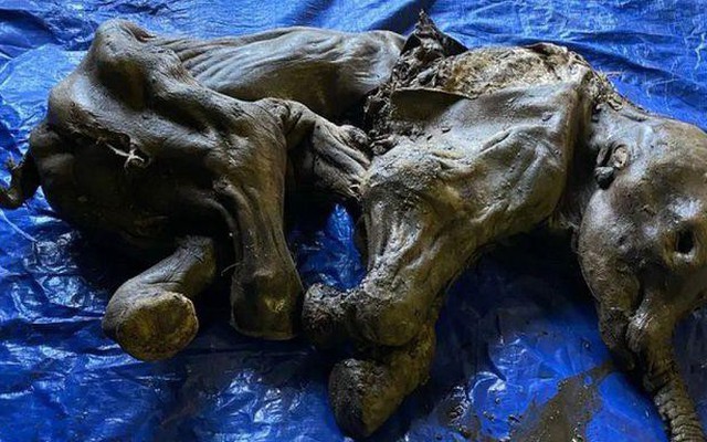 Phát hiện kỳ lạ về xác ướp voi ma mút 30.000 tuổi