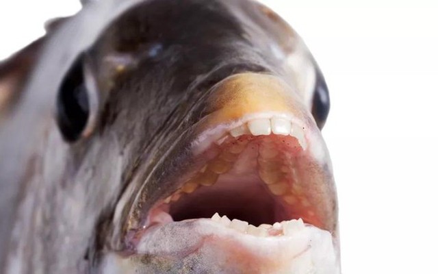 Sự thật về loài cá có răng như người