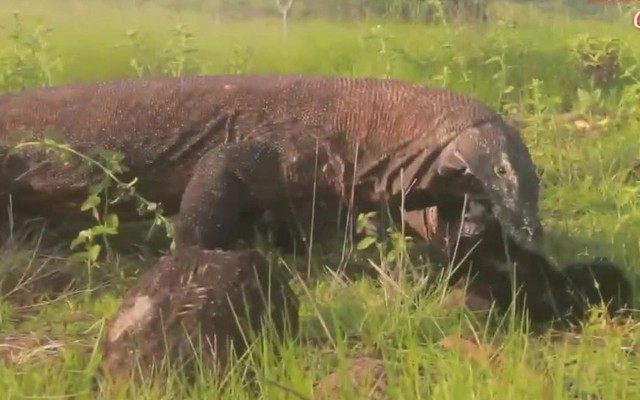 Video: "Sởn gai ốc" cảnh rồng Komodo ăn tươi nuốt sống dê núi