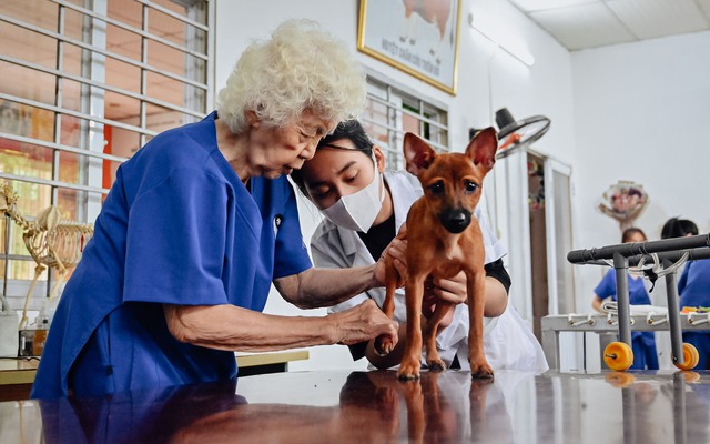 Phòng khám thú y 0 đồng của cụ bà 90 tuổi, cứu chữa cả chó mèo bị bỏ rơi