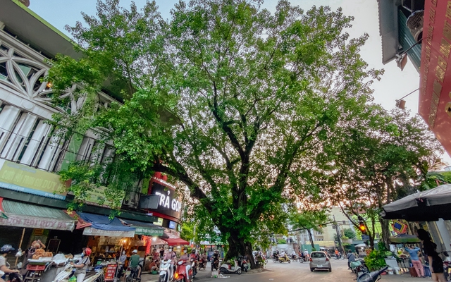 Hà Nội: Kỳ lạ những cây cổ thụ mọc giữa đường, thậm chí xuyên thủng nhà