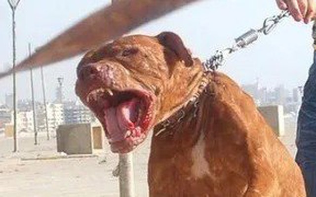 Qua nhà bà nội chơi, bé trai 8 tuổi bị chó Pitbull cắn tử vong