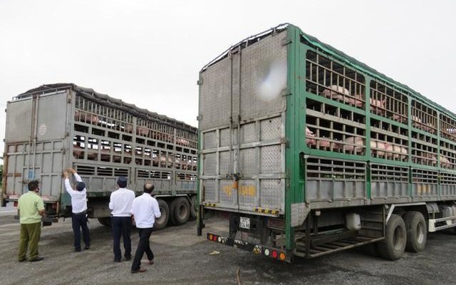 Lập chuyên án điều tra lợn xuất lậu sang Trung Quốc
