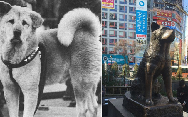 Những chuyện ít người biết về Hachiko - chú chó đứng ở sân ga 10 năm đợi chủ đã trở thành biểu tượng của lòng trung thành