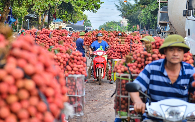 Người dân Bắc Giang "cõng" vải thiều đi bán từ 5h sáng khiến đường phố đỏ rực, tắc dài