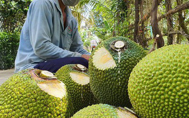 Giá mít Thái, dưa hấu, thanh long tăng vọt khi cửa khẩu phía Bắc hút hàng