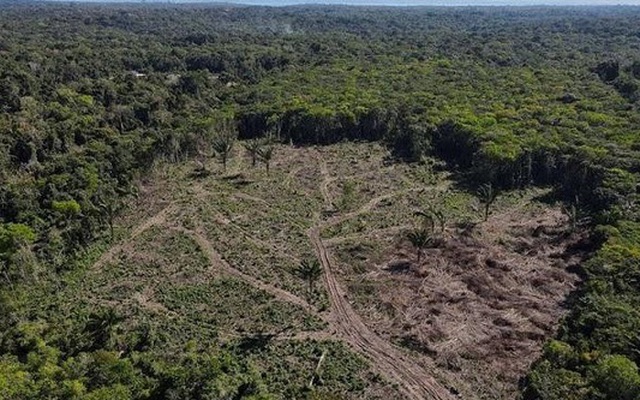 Cháy rừng Amazon nghiêm trọng nhất 15 năm qua